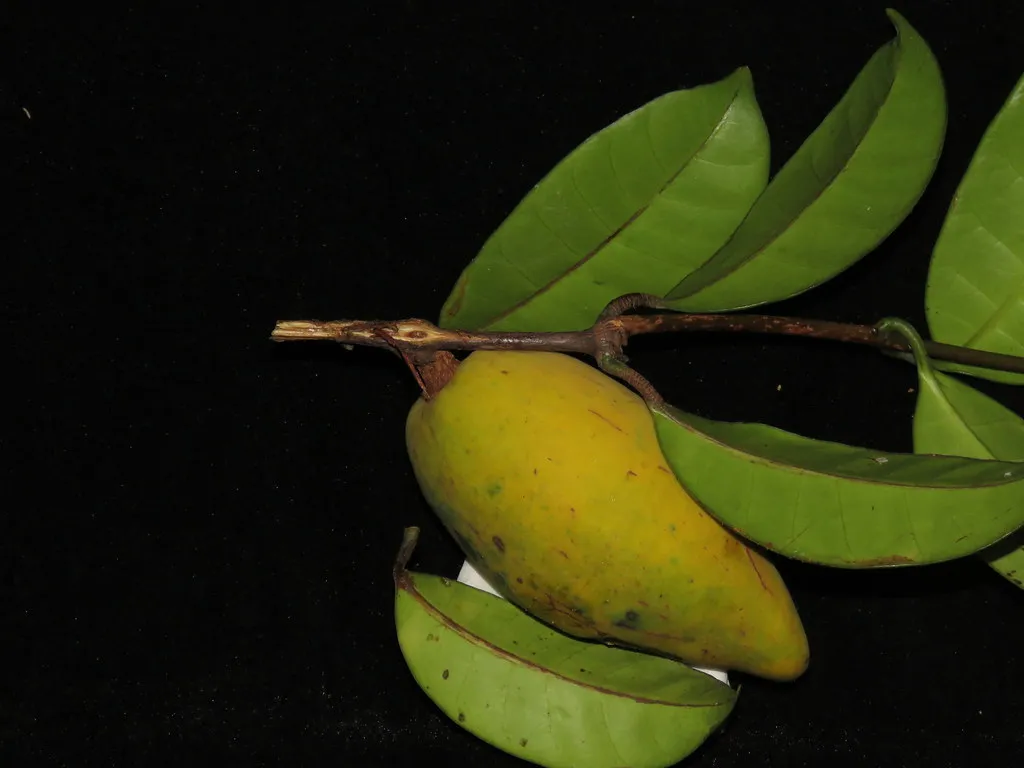 Willughbeia coriacea (Borneo rubber)