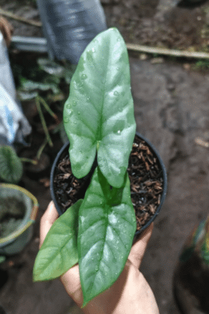 Alocasia corazon for sale