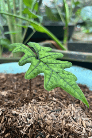Alocasia jacklyn (tandurusa) for sale