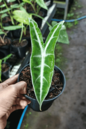 Alocasia longiloba tiger fangs