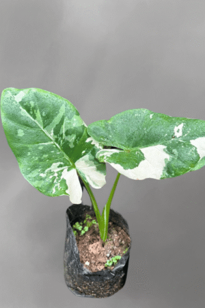 Alocasia macrorrhiza Variegata for sale