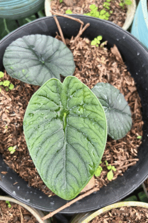 Alocasia melo badak for sale