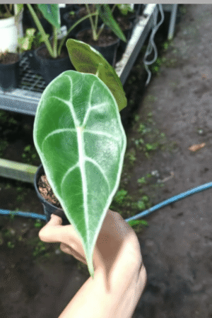 Alocasia prince of curup