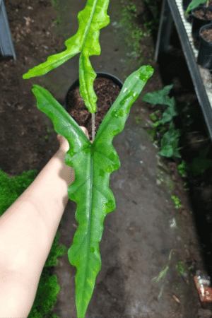 Alocasia sabrina