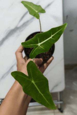 Alocasia sarian