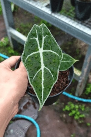 Alocasia watsonia langkat