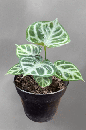 Anthurium dorayaki hybrid for sale