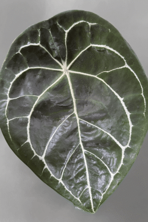 Anthurium forgetii
