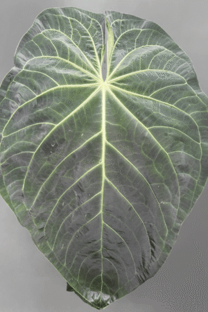 Anthurium magnificum