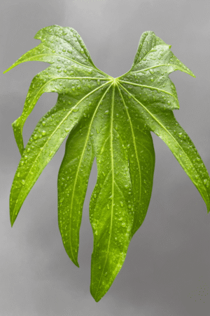 Anthurium pedatoradiatum