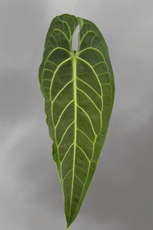 Anthurium waroqueanum