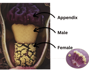 Amorphophallus flower structure