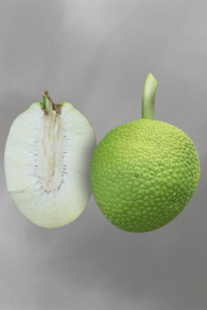 Artocarpus altilis (sukun) for sale