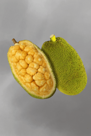 Artocarpus integer (cempedak) for sale