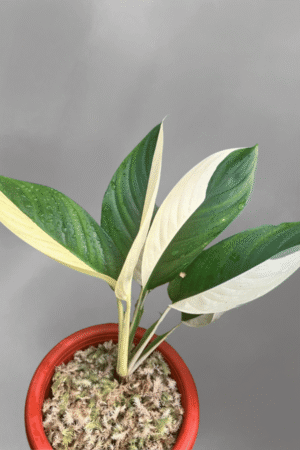 Epipremnum papuanum for sale