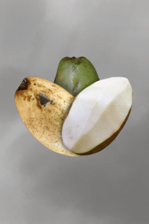 Mangifera caesia for sale