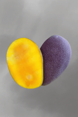 Mangifera casturi for sale