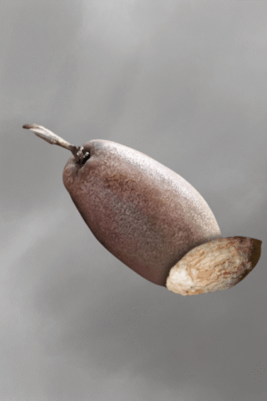 Mangifera kemanga for sale