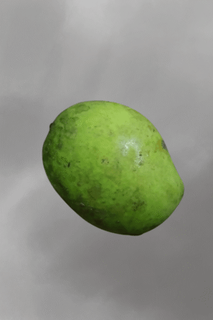 Mangifera laurina for sale