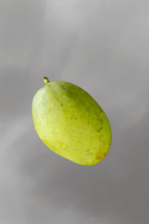 Mangifera odorata for sale