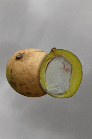 Mangifera pajang for sale