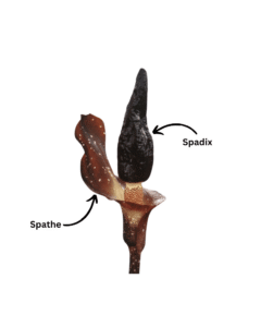 A detailed view of the Amorphophallus inflorescence showing the spathe and spadix.