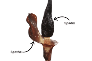 Araceae Rare Exotic Plants