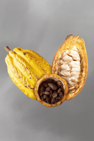 Theobroma cacao (Chocolate) for sale