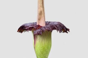 About the Plant Amorphophallus: HABIT