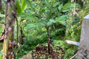 About the Plant Amorphophallus: VEGETATIVE CHARACTERS