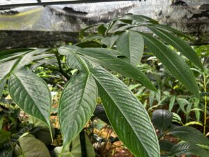 Amorphophallus titanum