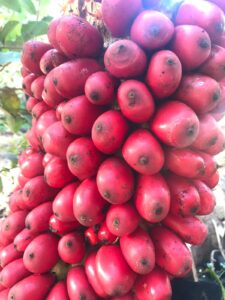 Amorphophallus fruits and seeds
