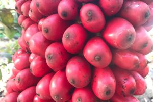 About the Plant Amorphophallus: FRUITS AND SEEDS