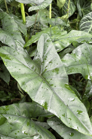 Alocasia princeps