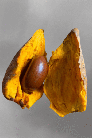 Pouteria campechiana