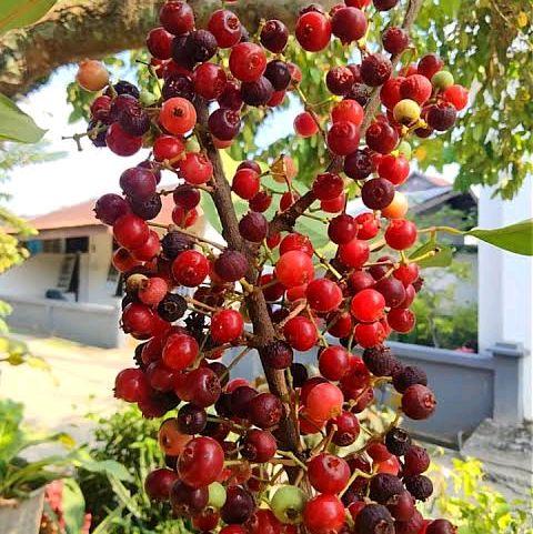 Syzygium polyanthum (Daun Salam)