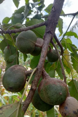 Aleurites moluccana