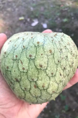 Annona montana