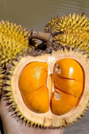 Durio kutejensis