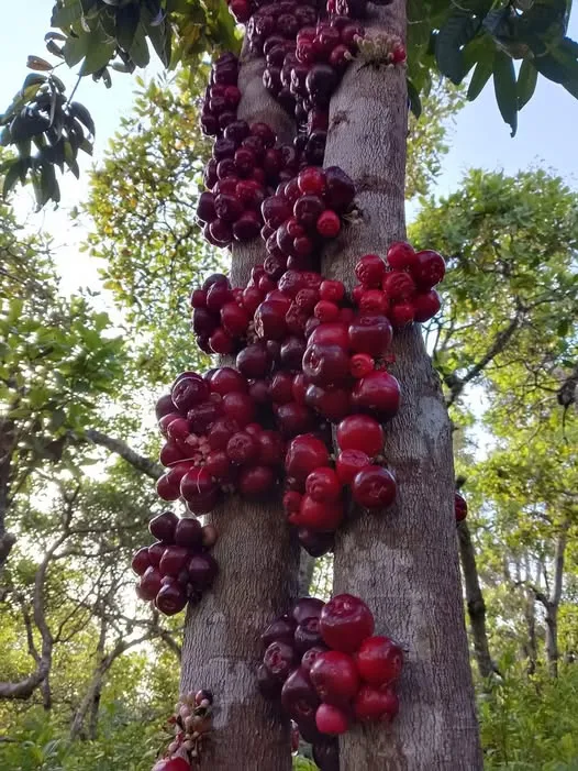 Syzgium rubrocarpum fruit