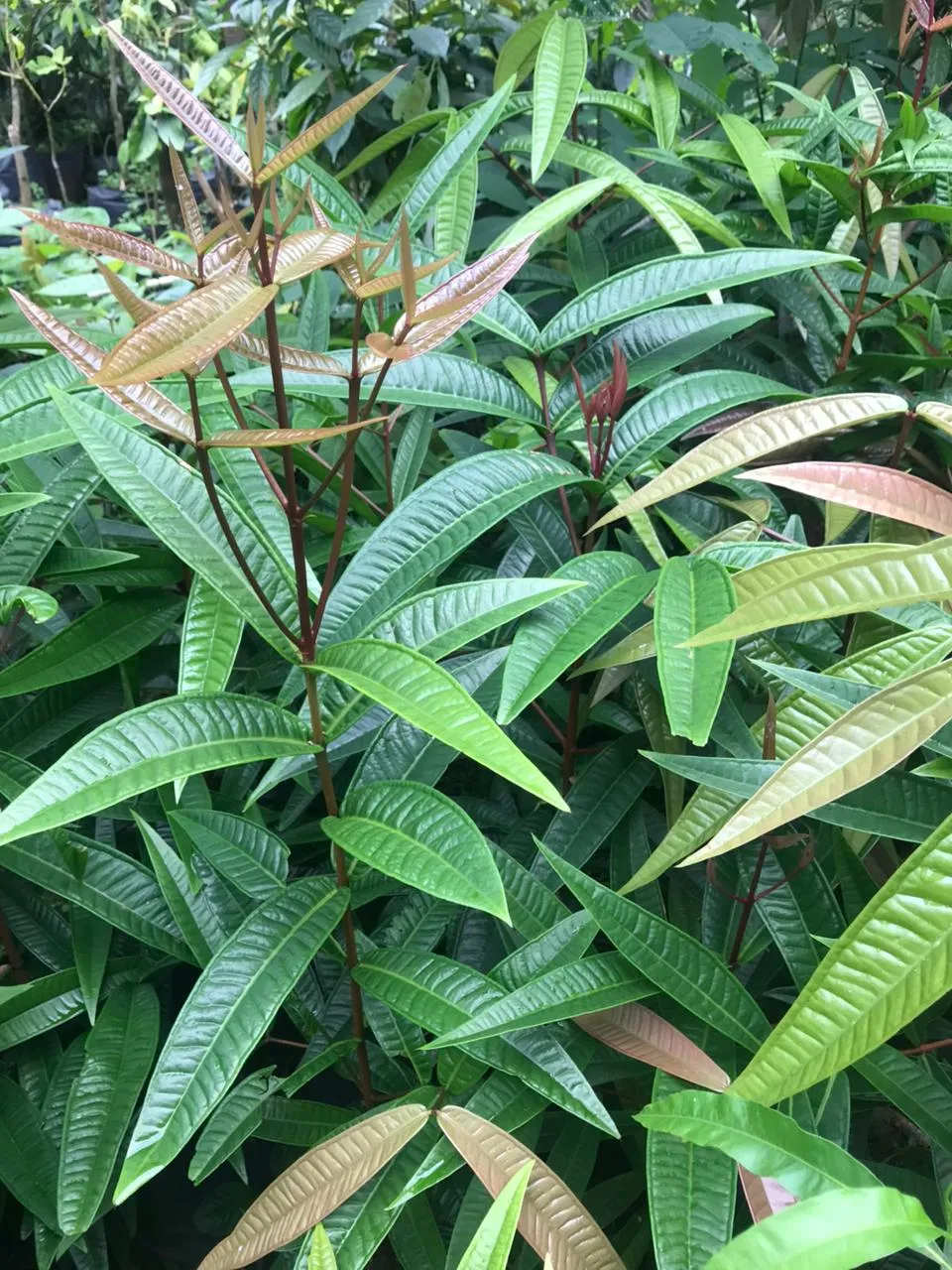 Syzgium rubrocarpum