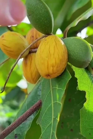 Terminalia catappa