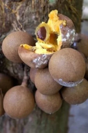 Stelechocarpus Burahol
