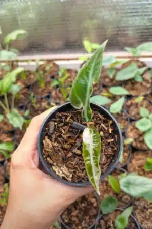 Alocasia bambino var pink