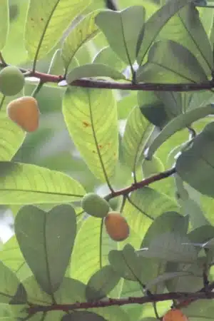 Artocarpus dadah
