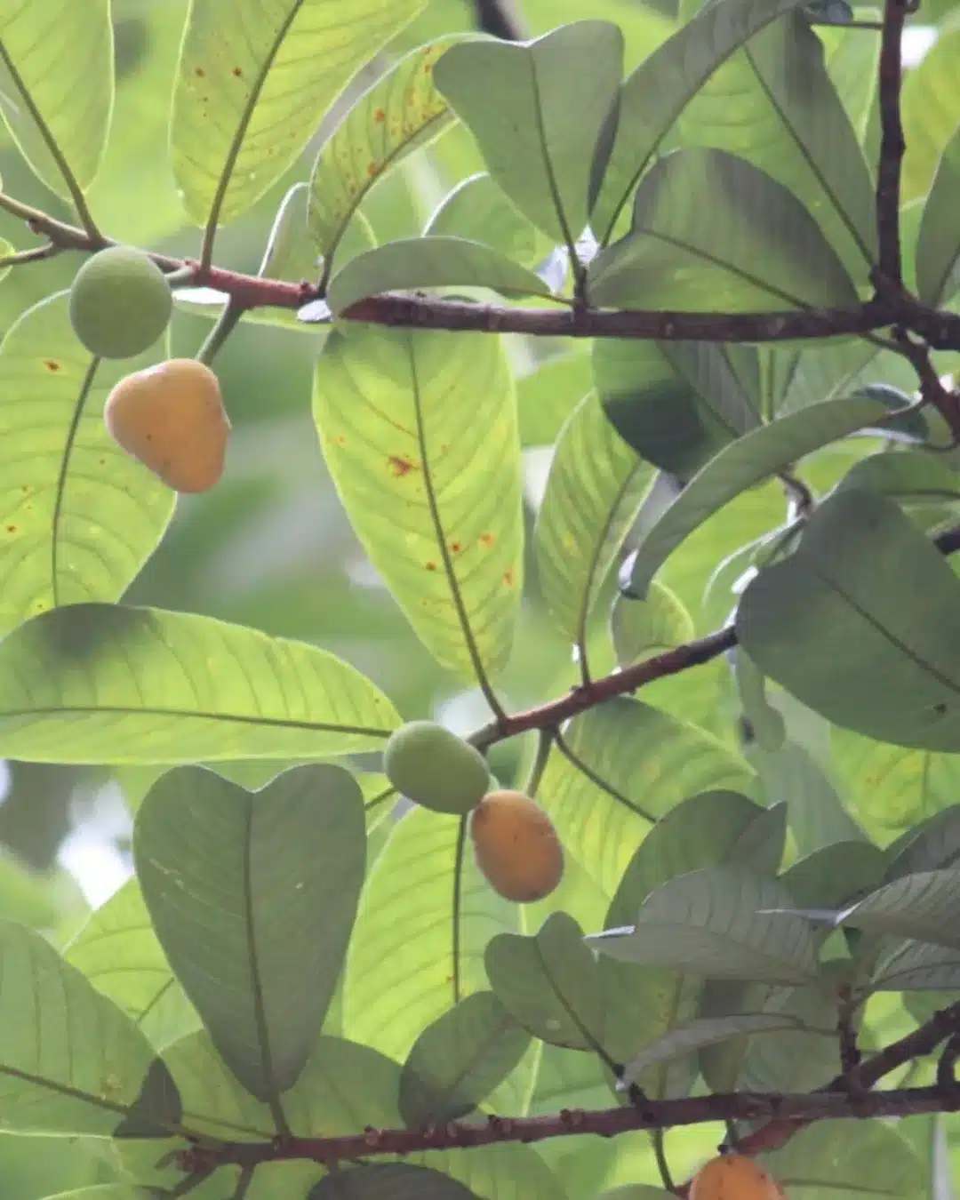 Artocarpus dadah
