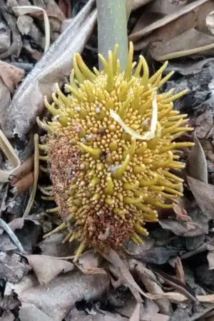 Artocarpus elasticus