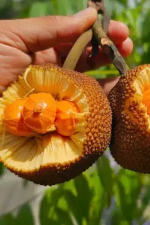Artocarpus lanceifolius