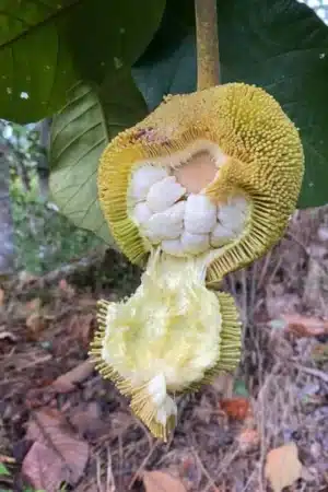 Artocarpus odoratissimus