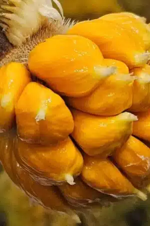 Artocarpus rigidus